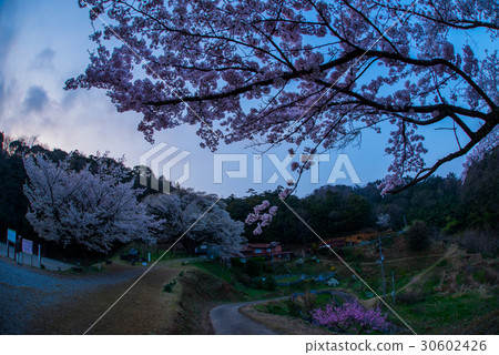 Misumi Ohira Sakura 30602426