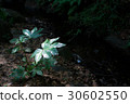 Yetde leaves 30602550