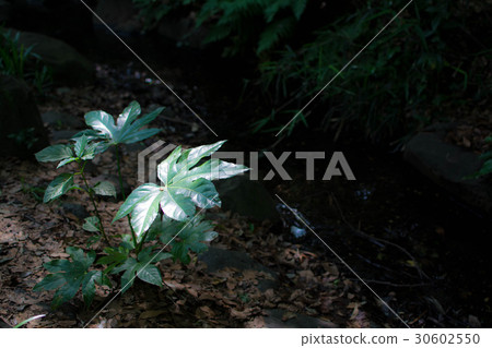 Yetde leaves Yetde leaves 30602550