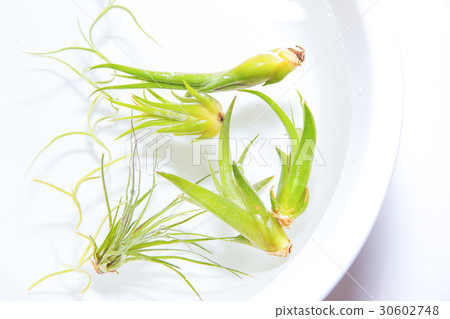 Tyranzia Air Plants室內植物浸泡 Tyranzia Air Plants室內植物浸泡 30602748