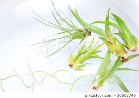 Tyranzia Air Plants houseplant soak 30602749