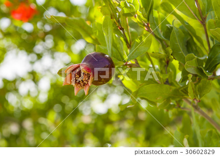 Pomegranate in blossom in botanica Pomegranate in blossom in botanica 30602829