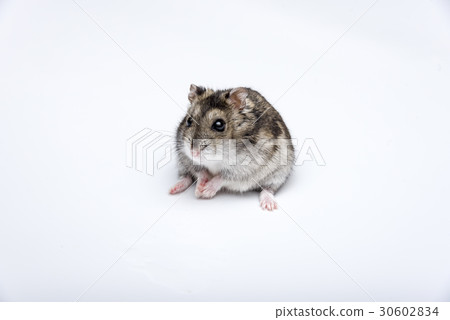 russian hamster in front of white background russian hamster in front of white background 30602834