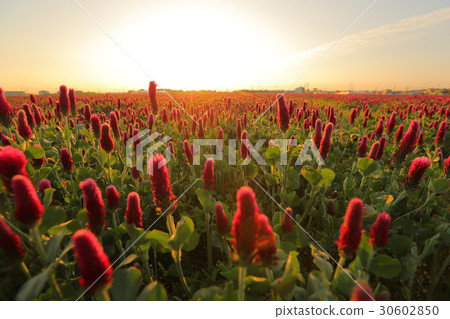 Crimson Clover Crimson Clover 30602850