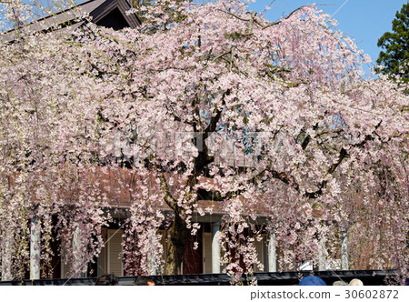 Splendid cherry blossoms blooming in Kakunodate samurai house 30602872