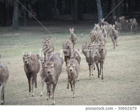 Deer lashes Deer lashes 30602879