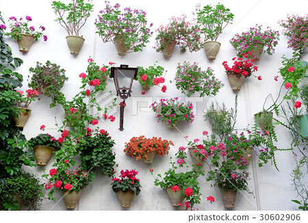 Flowers in flowerpot on wall on streets of Cordoba Flowers in flowerpot on wall on streets of Cordoba 30602906
