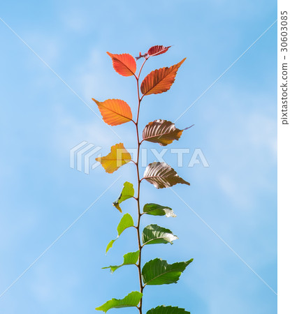 Multi colored leaves phenomenon Multi colored leaves phenomenon 30603085