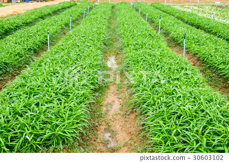 Cultivated morning glory organic farming in garden 30603102