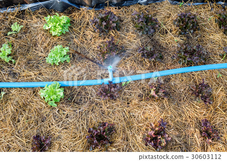 Sprinkle water on green and red oak in garden 30603112