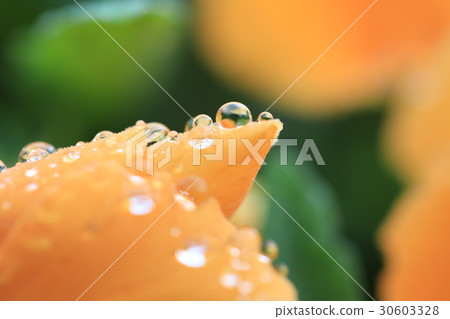 Drop on Orange Flower Drop on Orange Flower 30603328