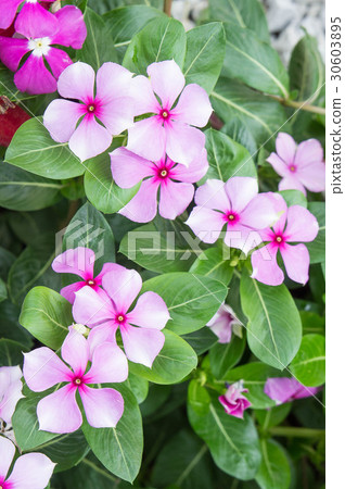 Vinca rosea flowers blossom in the garden 30603895