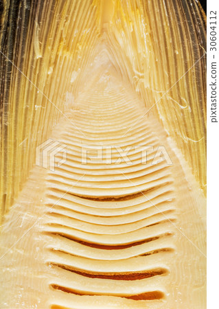 Bamboo shoot Bamboo shoot 30604112