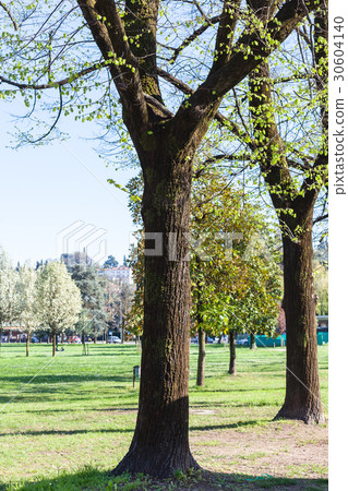 trees on meadow in urban public park in spring trees on meadow in urban public park in spring 30604140