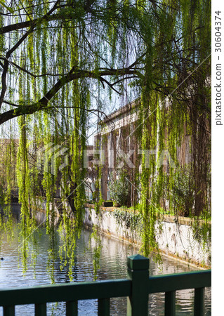 green tree and waterfront of canal in Vicenza 30604374