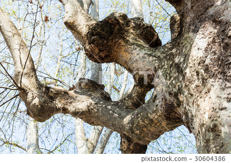 trunk of sycamore tree in Padua city in spring 30604386