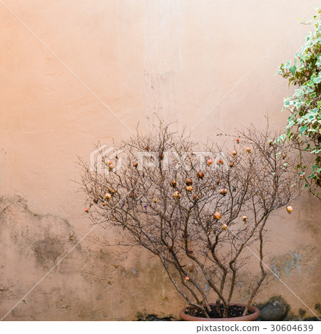 decorative Punica tree with ripe pomegranates 30604639