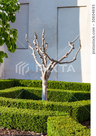 truncated fig tree in Mantua city in spring truncated fig tree in Mantua city in spring 30604693