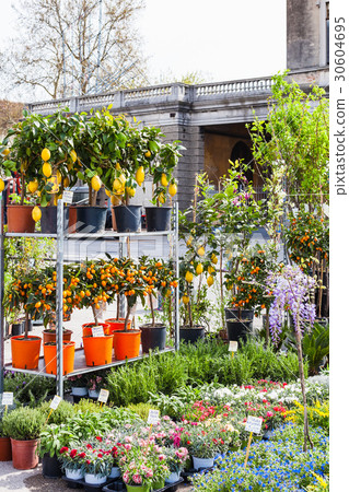 decorative trees on garden market in Padua 30604695