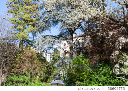 blossoming trees in public park Giardini Salvi blossoming trees in public park Giardini Salvi 30604753