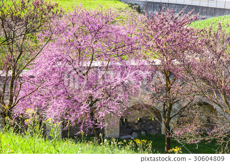 flowering cercis tree in urban park in spring flowering cercis tree in urban park in spring 30604809