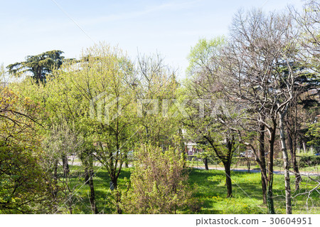green trees in park in Verona city in spring green trees in park in Verona city in spring 30604951