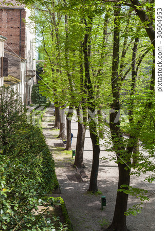 green trees in urban garden in Mantua in spring green trees in urban garden in Mantua in spring 30604953
