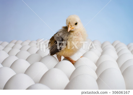 chicken nestling 30606167