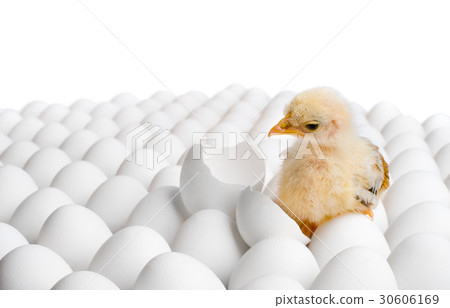 chicken nestling chicken nestling 30606169
