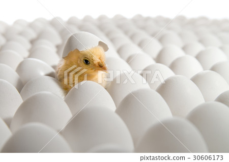 chicken nestling 30606173