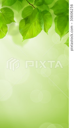 Summer Green Wallpaper Background with Leaves Summer Green Wallpaper Background with Leaves 30606256