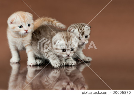 kittens kittens 30606870