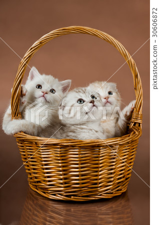 kittens 30606872