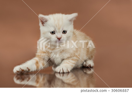 kitten kitten 30606887
