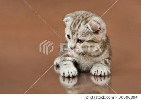 kitten kitten 30606894