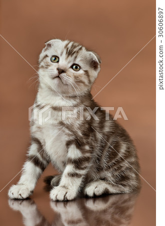 kitten kitten 30606897
