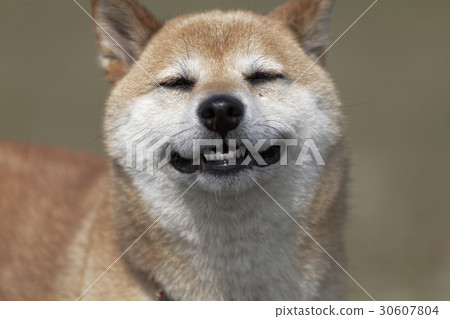 Smile Shiba Inu 30607804