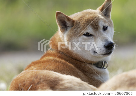 Shiba Inu playing in the field 30607805