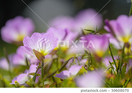 Hill Zaki Monster Tucsonis 30608070