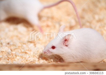 Mus musculus 30608113