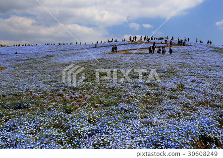 Hitachi Beach Resort Nemophila 30608249