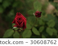 Rose   30608762