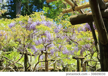 Wisteria flowers Wisteria flowers 30609030