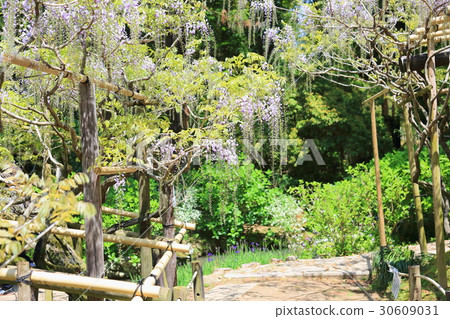 Wisteria flowers Wisteria flowers 30609031