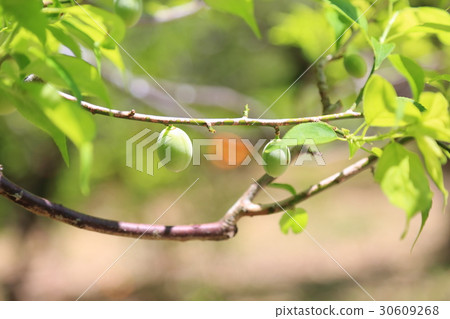 Manyo plant garden ome fruit Manyo plant garden ome fruit 30609268