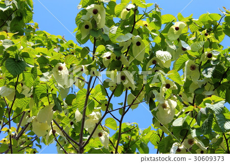 Blue sky and handkerchief tree 30609373