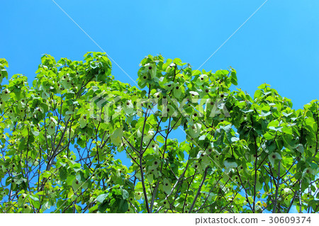 藍天和手帕樹 30609374