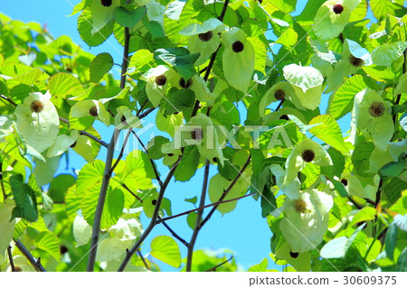 藍天和手帕樹 30609375