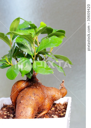 Gazjumar Plants Gardening Gazjumar Plants Gardening 30609420