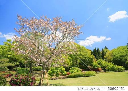 新鮮的綠色花園 新鮮的綠色花園 30609451